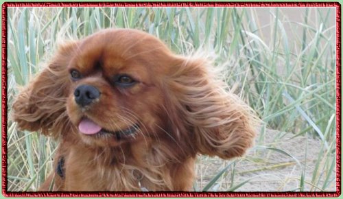 A Harry 2   Urlaub in D�nemark